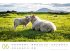Schafe Kalender 2026 - Bild 7