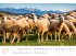 Schafe Kalender 2026 - Bild 8