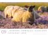 Schafe Kalender 2026 - Bild 10