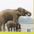 Mammals Guide Book - From A to F  ... - Bild 2