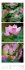 NaturZeit Triplet-Kalender 2026 - Bild 9