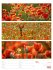 Farben der Natur Wochenplaner Kalender... - Bild 25