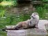 Otter Kalender 2026 Wandkalender... - Bild 12