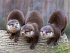 Otter Kalender 2026 Wandkalender... - Bild 14