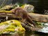 Otter Kalender 2026 Wandkalender... - Bild 22