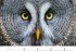 Eulen Kalender 2026 - Bild 13