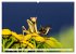 Im Bann der Mantis (Wandkalender 2026... - Bild 11