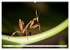 Im Bann der Mantis (Wandkalender 2026... - Bild 12