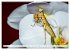 Im Bann der Mantis (Wandkalender 2026... - Bild 13