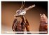 Im Bann der Mantis (Wandkalender 2026... - Bild 3