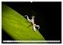 Im Bann der Mantis (Wandkalender 2026... - Bild 10