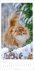 Katzen Kalender 2026 - Bild 2