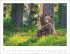Bären Kalender 2026 - Bild 4