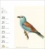 Vögel Postkartenkalender 2026 -... - Bild 12