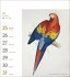Vögel Postkartenkalender 2026 -... - Bild 4