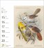 Vögel Postkartenkalender 2026 -... - Bild 7
