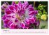 Les Dahlias en pleine floraison... - Bild 2
