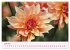 Les Dahlias en pleine floraison... - Bild 11