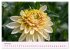 Les Dahlias en pleine floraison... - Bild 9