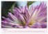 Les Dahlias en pleine floraison... - Bild 10