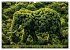 Elefanten - modern Art (Wandkalender... - Bild 11