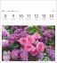 Blumenpracht Postkartenkalender 2026 -... - Bild 6
