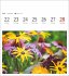 Blumenpracht Postkartenkalender 2026 -... - Bild 8