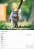 Katzen Wochenplaner 2026 - 53... - Bild 13
