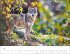 Heimische Wildtiere Kalender 2026 - Bild 11