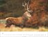 Heimische Wildtiere Kalender 2026 - Bild 12
