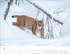 Heimische Wildtiere Kalender 2026 - Bild 13