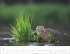 Heimische Wildtiere Kalender 2026 - Bild 3