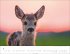 Heimische Wildtiere Kalender 2026 - Bild 5