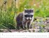 Heimische Wildtiere Kalender 2026 - Bild 6