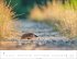 Heimische Wildtiere Kalender 2026 - Bild 7