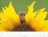 Heimische Wildtiere Kalender 2026 - Bild 9