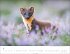 Heimische Wildtiere Kalender 2026 - Bild 10