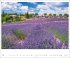 Provence Kalender 2026 - Blühende... - Bild 7