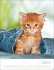 Katzenkinder Posterkalender 2026 - Bild 11
