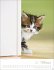 Katzenkinder Posterkalender 2026 - Bild 3