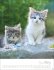 Katzenkinder Posterkalender 2026 - Bild 4