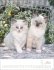 Katzenkinder Posterkalender 2026 - Bild 6