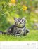 Katzenkinder Posterkalender 2026 - Bild 7