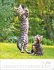 Katzenkinder Posterkalender 2026 - Bild 8