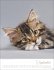 Katzenkinder Posterkalender 2026 - Bild 10
