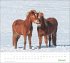 times&more Pferde Bildkalender 2026 - Bild 2