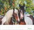 times&more Pferde Bildkalender 2026 - Bild 11
