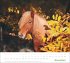 times&more Pferde Bildkalender 2026 - Bild 12
