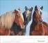 times&more Pferde Bildkalender 2026 - Bild 13