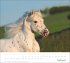 times&more Pferde Bildkalender 2026 - Bild 3
